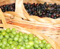 Ordine olio extravergine d'oliva del Castello di Grotti