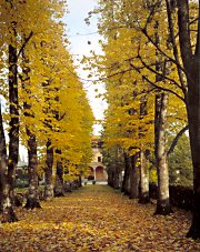 Il viale di tigli del Castello di Grotti  in autunno - Agriturismo in Toscana, a 12 km da Siena