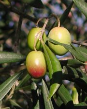 Le olive degli oliveti del Castello di Grotti, Agriturismo in Toscana, a 12 km da Siena