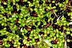 Le olive raccolte a mano dalle piante secolari dei nostri oliveti