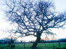 Alberi secolari della Toscana